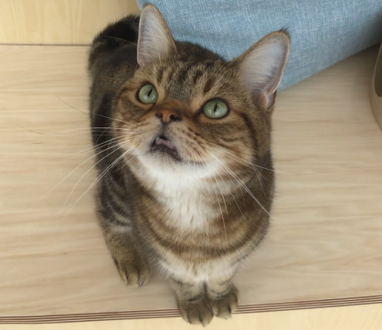 甘々なトラくん🐯
