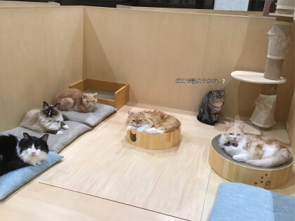 コウメの楽しいお遊び♪