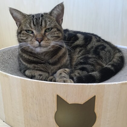 カッコかわいい　こまりちゃん🐈