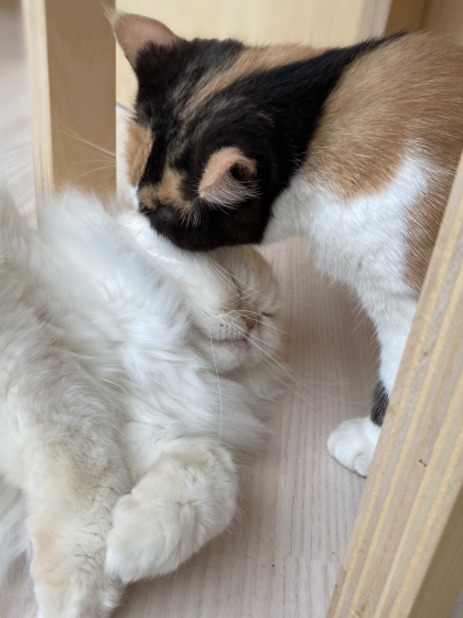 今日も今日とて毛繕い✨