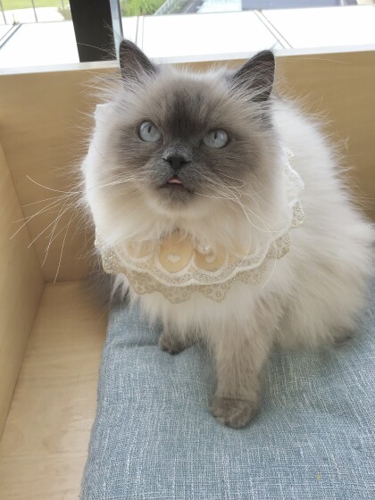 🎂12日はこの3匹✨
