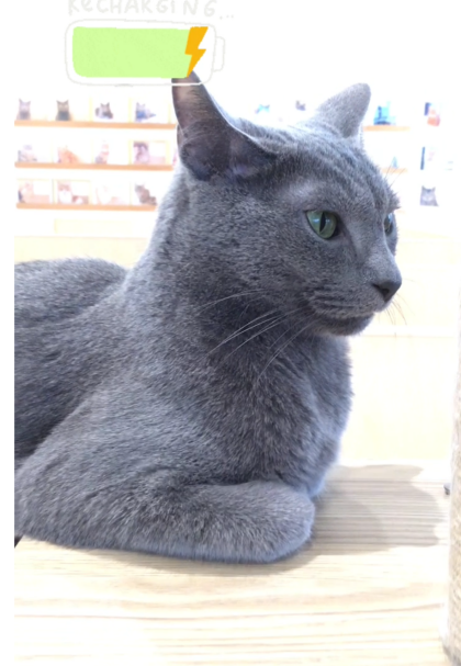 独特なくつろぎ方