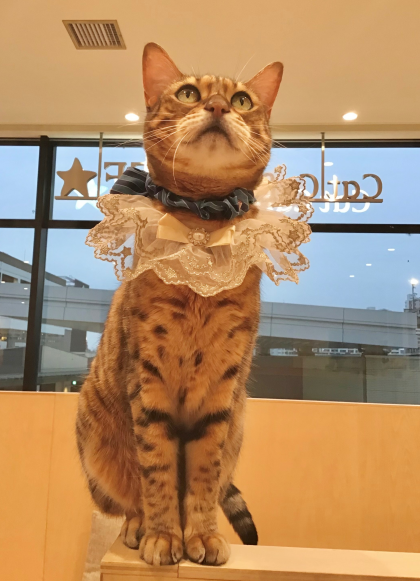 桃子ちゃんの9才のお誕生日です✨