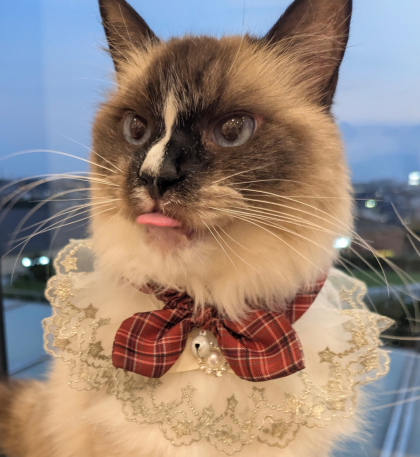 第2回目ネコちゃんのお誕生日会の様子をお届け📷