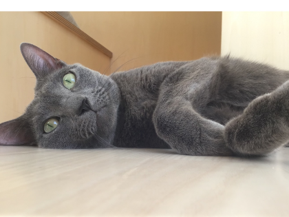 田吾作くんのリラックスタイム🐾