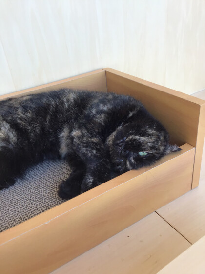 黒と茶色のかわいいネコちゃん🐾