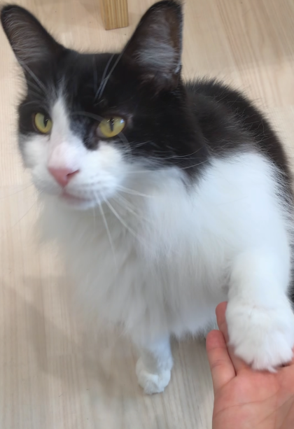 お手ができます😸