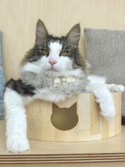 🎂キングくんのお誕生日👑