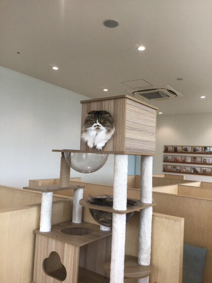 ヒョコッと登場クルミちゃん🐱
