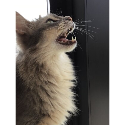 もどかしさをお外に向けて🐈