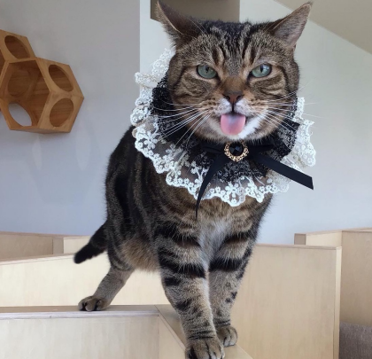 6/11のお誕生日ネコちゃん🐱🎂