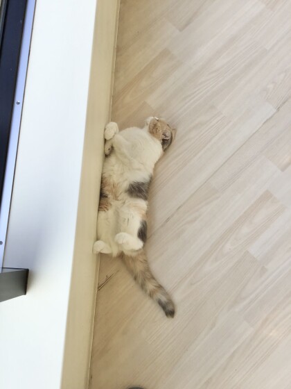 ムチムチあんずちゃん💛