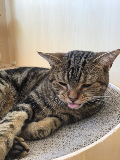 カッコかわいい　こまりちゃん🐈