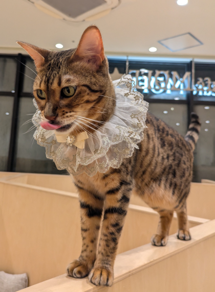 桃子happy birthday✨