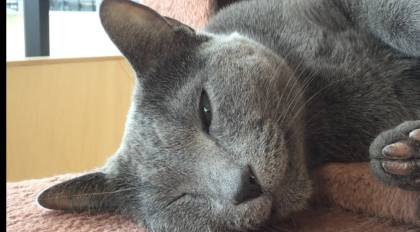 うとうとサニーくん🐈‍⬛