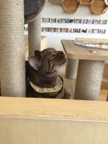 おっきなあくび