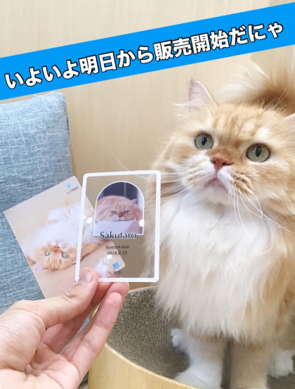 MOFF Cat Collecion Card販売スタート!