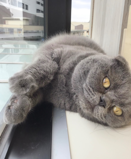 狭いところが好き🐱