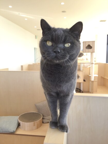 11月生まれのネコちゃんのお誕生日は明日✨