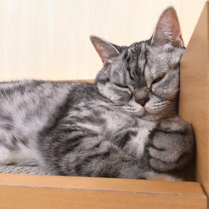 気づいてます🐱