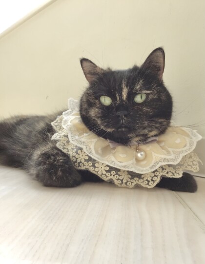 🎂4/22はオスカルちゃんのお誕生日🐈‍⬛