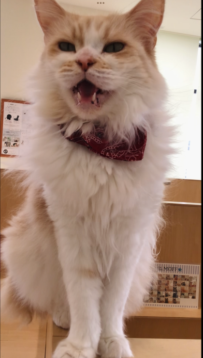 ティラくんは遊びたい盛り😸