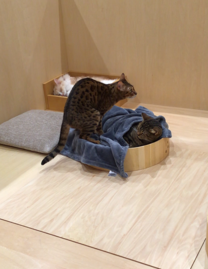どちらも譲れにゃい