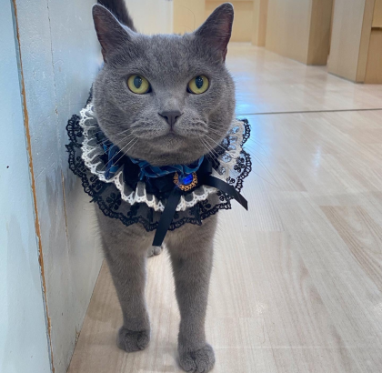 だいごろうくんHBD🎉