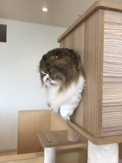 ヒョコッと登場クルミちゃん🐱