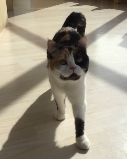 ついてきてくれるこたつちゃん😻