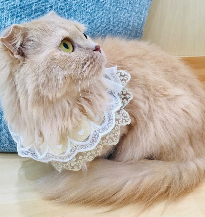 本日はムーンちゃんのお誕生日🎂🎉