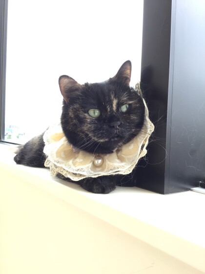 🎂4/22はオスカルちゃんのお誕生日🐈‍⬛