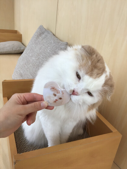 缶バッジのスペシャルが新しくなりました❣️