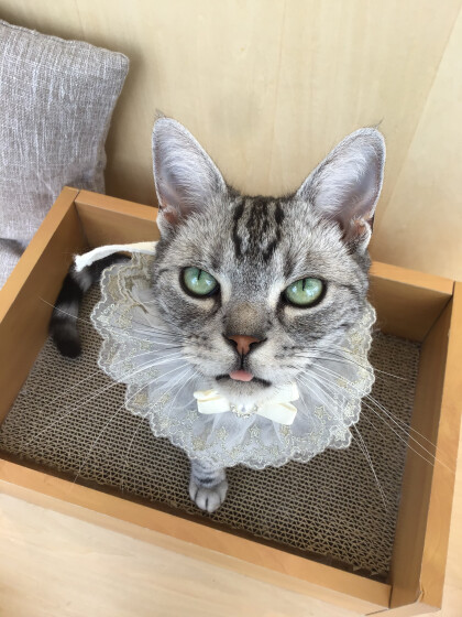 🎂12日はこの3匹✨