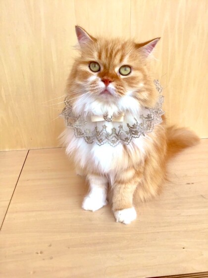 6月23日のお誕生日ネコちゃん🐈