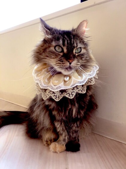 6月23日のお誕生日ネコちゃん🐈