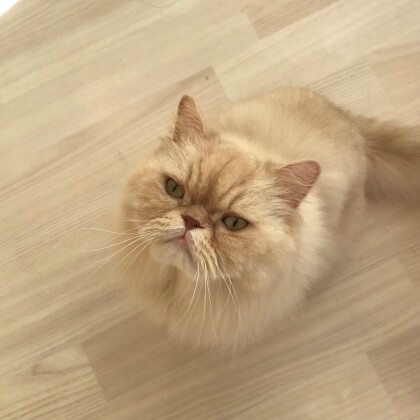 ふっわふわ☁️うにくん🐈