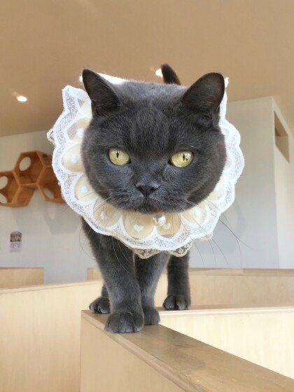 レイちゃんお誕生日🎂