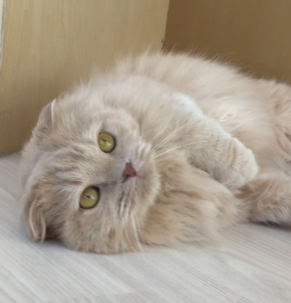 ゴロゴロ中🐱