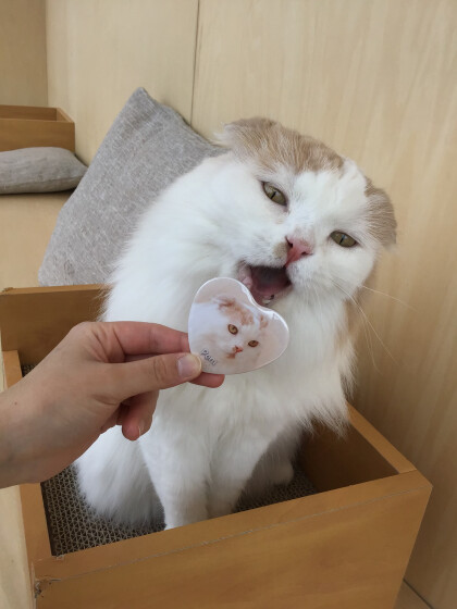 缶バッジのスペシャルが新しくなりました❣️