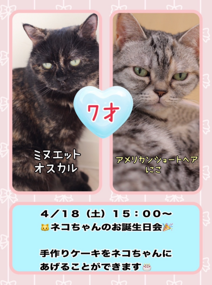 4月生まれのネコちゃんのお誕生日会を開催いたします！！