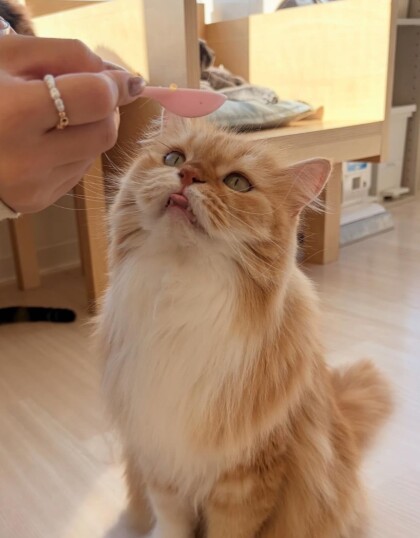 もふねこフォトコンテスト2026📷*･