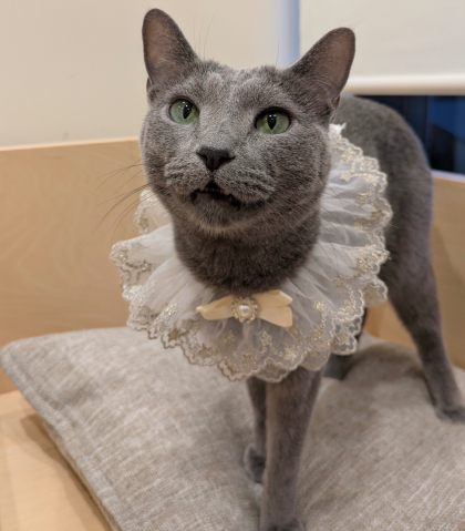 お誕生日おめでとう😸🎉