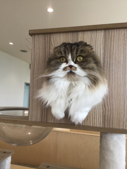 ヒョコッと登場クルミちゃん🐱