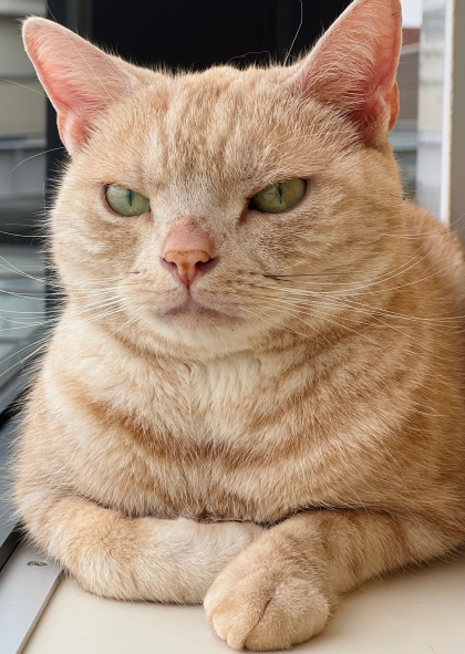 じーーー👀🐈‍⬛