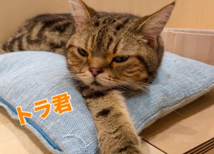 並んでおやすみ🐱