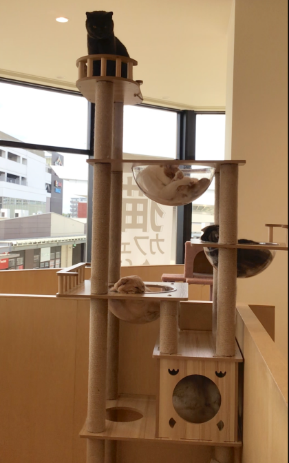 大人気スポット🐱