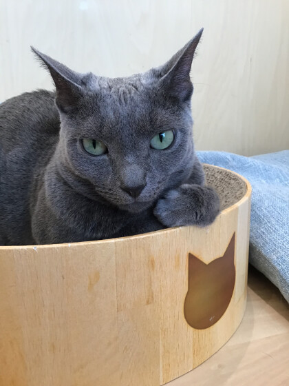 クールなネコちゃん🐈⬛