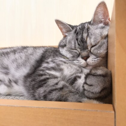 気づいてます🐱