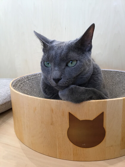 クールなネコちゃん🐈⬛